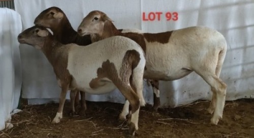 3X MEATMASTER OOI/EWE OSVLEY MEATMASTERS