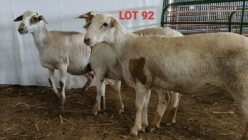 3X MEATMASTER OOI/EWE OSVLEY MEATMASTERS