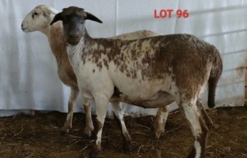 2X MEATMASTER OOI/EWE OSVLEY MEATMASTERS