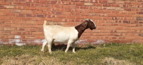 LOT 174 1 X BOERBOK OOI/EWE LAS VACUS BOERBOKKE - STOET/STUD