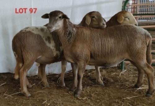 3X MEATMASTER OOI/EWE OSVLEY MEATMASTERS