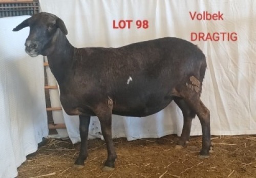 1X MEATMASTER (Pregnant) OOI/EWE OSVLEY MEATMASTERS