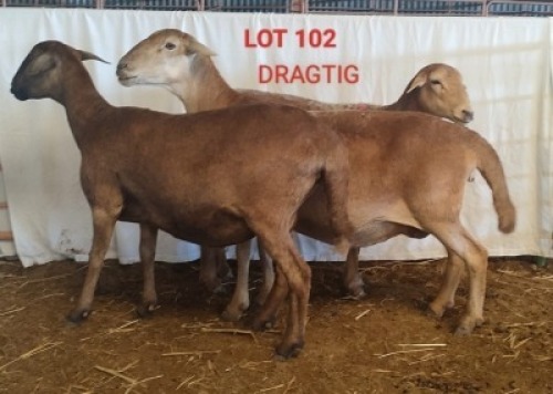 3X MEATMASTER (Pregnant) OOI/EWE OSVLEY MEATMASTERS