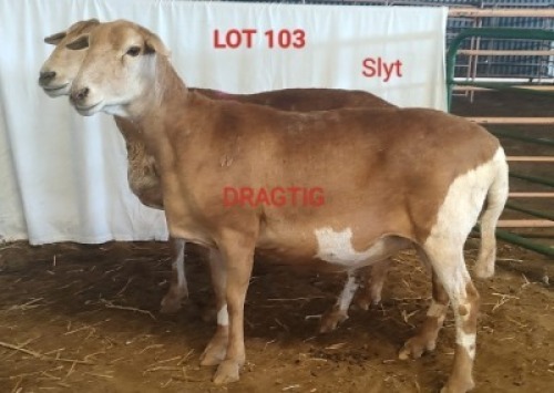 2X MEATMASTER (Pregnant) OOI/EWE OSVLEY MEATMASTERS