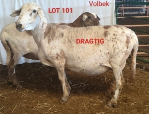 2X MEATMASTER (Pregnant) OOI/EWE OSVLEY MEATMASTERS