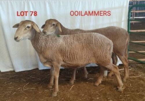 2X MEATMASTER OOI/EWE CONSENTVLEY MEATMASTERS