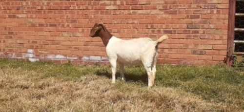 LOT 171 1 X BOERBOK OOI/EWE LAS VACUS BOERBOKKE STOET/STUD