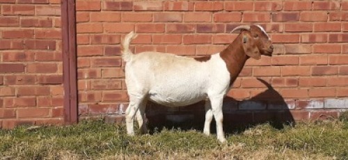 LOT 175 1 X BOERBOK OOI/EWE LAS VACUS BOERBOKKE KUDDE/FLOCK