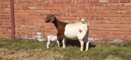 LOT 170 1 X BOERBOK OOI/EWE LAS VACUS BOERBOKKE KUDDE/FLOCK