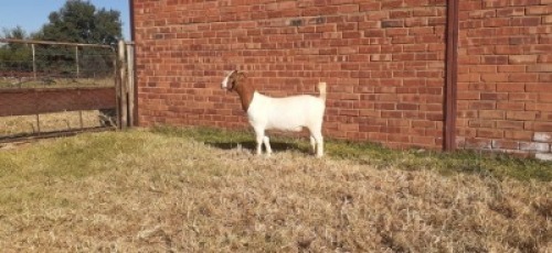 LOT 152 1 X BOERBOK OOI/EWE LAS VACUS BOERBOKKE STOET/STUD