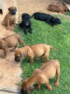 1X RIFRUG X BOERBOEL HONDE MALE HANNES VAN STADEN