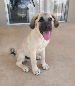 1X ANATOLIESE HERDERS HOND MALE ANDRE DU TOIT