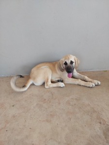 1X ANATOLIESE HERDERS HOND FEMALE ANDRE DU TOIT