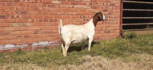 LOT 180 1 X BOERBOK OOI/EWE LAS VACUS BOERBOKKE STOET/STUD