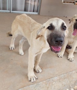 1X ANATOLIESE HERDERS HOND FEMALE ANDRE DU TOIT