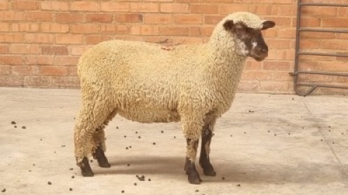 1X HAMPSHIRE DOWN X ILL DE FRANCE DOE PHILLIP SCHERMAN