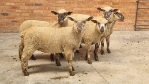 5X HAMPSHIRE DOWN X ILL DE FRANCE DOE PHILLIP SCHERMAN