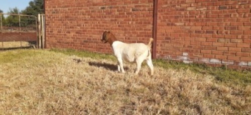 LOT 182 1 X BOERBOK OOI/EWE LAS VACUS BOERBOKKE KUDDE/FLOCK