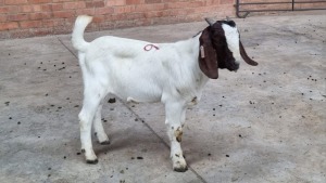 1X BOERBOK RAM JEANDRE FOUCHE