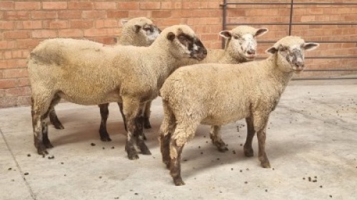 4X HAMPSHIRE DOWN X ILL DE FRANCE DOE PHILLIP SCHERMAN