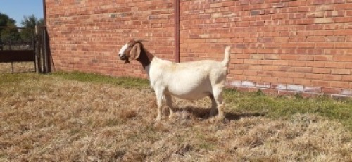 LOT 184 1 X BOERBOK OOI/EWE LAS VACUS BOERBOKKE KUDDE/FLOCK