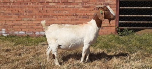 LOT 185 1 X BOERBOK OOI/EWE LAS VACUS BOERBOKKE KUDDE/FLOCK