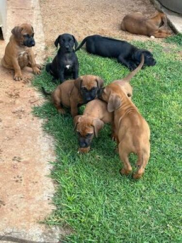 1X RIFRUG X BOERBOEL HONDE FEMALE HANNES VAN STADEN