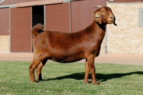 1X KALAHARI RED PREGNANT FLOCK 21-962 DOE Bonisa Reds