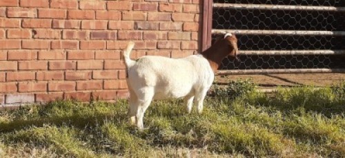 LOT 187 1 X BOERBOK OOI/EWE LAS VACUS BOERBOKKE KUDDE/FLOCK