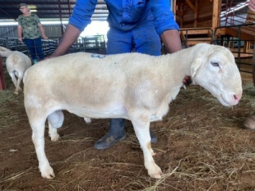 LOT 33&nbsp;- 1 X&nbsp; (M) WIT DORPER&nbsp; LANIE KRUGER&nbsp;