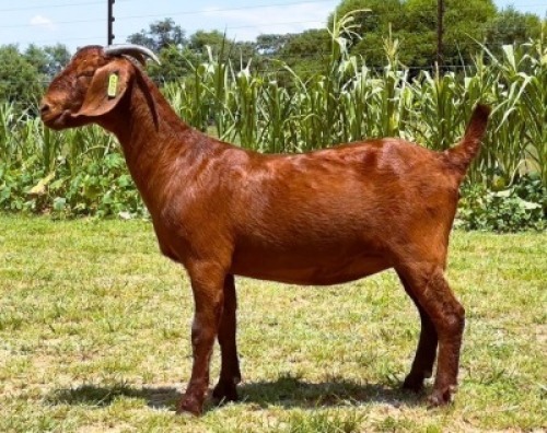 WITHDRAWN - 1X KALAHARI RED PREGNANT FLOCK 38-201 DOE LARU REDS (193)