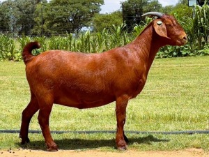 1X KALAHARI RED PREGNANT FLOCK 38-201 DOE LARU REDS (193)