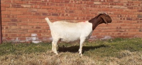 LOT 189 1 X BOERBOK OOI/EWE LAS VACUS BOERBOKKE KUDDE/FLOCK