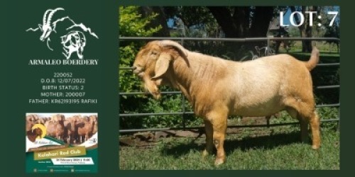 WITHDRAWN - 1X KALAHARI RED BUCK Armaleo Boerdery