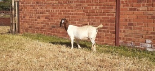 LOT 191 1 X BOERBOK OOI/EWE LAS VACUS BOERBOKKE KUDDE/FLOCK