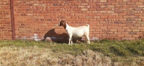 LOT 192 1 X BOERBOK OOI/EWE LAS VACUS BOERBOKKE KUDDE/FLOCK