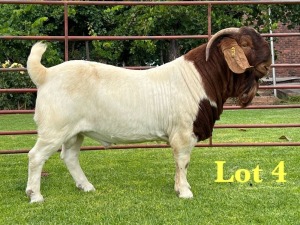 1X BOER GOAT STUD BUCK Lukas Burger Boer Goats