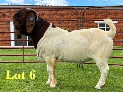 1X BOER GOAT STUD BUCK Lukas Burger Boer Goats