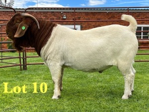 1X BOER GOAT FLOCK ON TEATS BUCK Lukas Burger Boer Goats