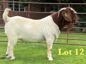 1X BOER GOAT STUD BUCK Lukas Burger Boer Goats