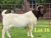 1X BOER GOAT STUD BUCK Lukas Burger Boer Goats