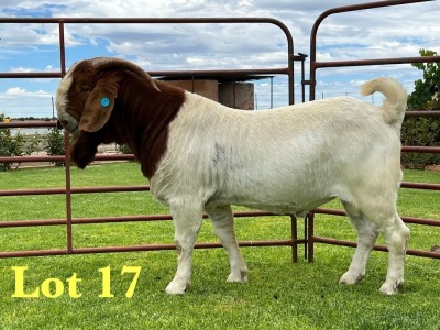 1X BOER GOAT STUD BUCK Lukas Burger Boer Goats