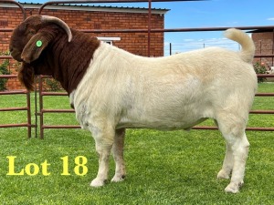 1X BOER GOAT STUD BUCK Lukas Burger Boer Goats