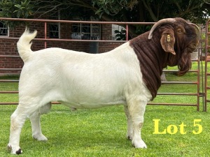 1X BOER GOAT STUD BUCK Lukas Burger Boer Goats