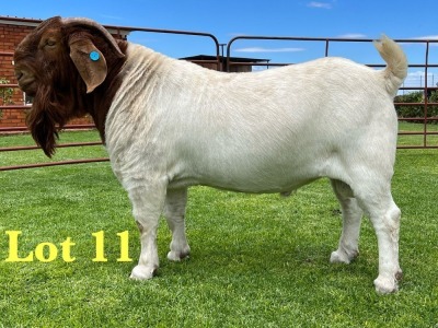 1X BOER GOAT STUD BUCK Lukas Burger Boer Goats