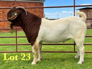 1X BOER GOAT FLOCK ON COLOUR BUCK Lukas Burger Boer Goats