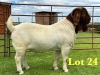 1X BOER GOAT FLOCK ON TEATS BUCK Lukas Burger Boer Goats