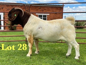 1X BOER GOAT FLOCK ON TEATS BUCK Lukas Burger Boer Goats