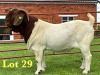 1X BOER GOAT FLOCK ON TEATS BUCK Lukas Burger Boer Goats