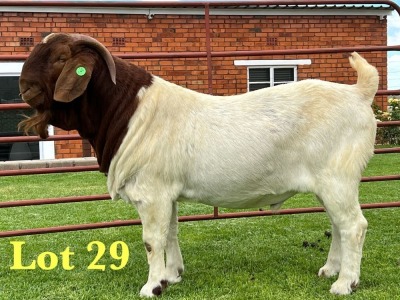 1X BOER GOAT FLOCK ON TEATS BUCK Lukas Burger Boer Goats